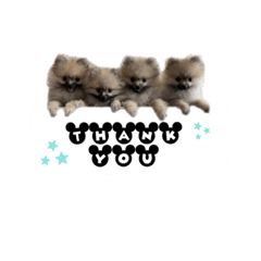 ポメラニアンの銀さんファミリー