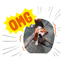 ビーグル犬・sky