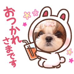 ももぱんシーズー