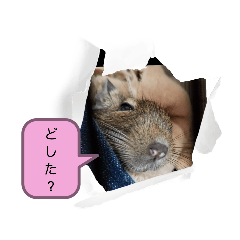 ちょこもこおと