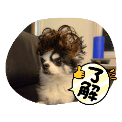 いつでも使える可愛いチワワのスタンプ！