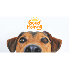 わんだふるLIFEスタンプ