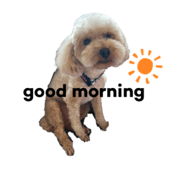 トイプードルのクッカさん