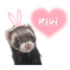 フェレットのキキ