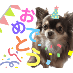 chihuahuaaaaaaaaaaaaa