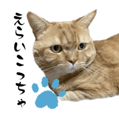 にゃんスタイル2✨