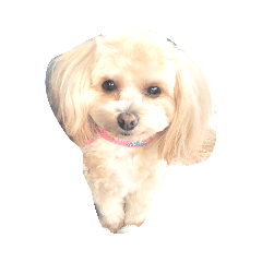 プリンセスコロン