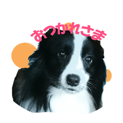 ボーダーコリー（ぼだこちゃん）