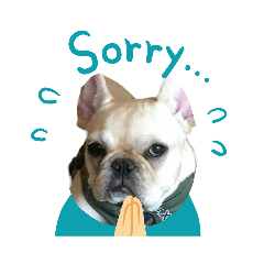 フレンチブル、はなちゃん１