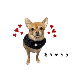 くーちゃんパラダイス2