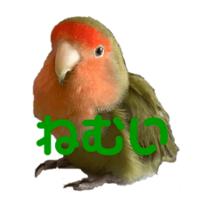 コザクラまるちゃんの日常