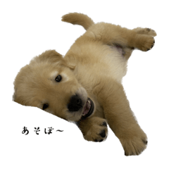 アルちゃんでしゅ