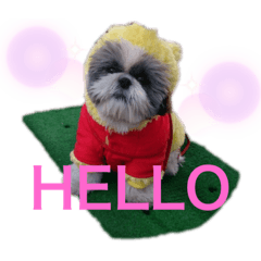 シーズーのあむくん　⓷ 幼少期編