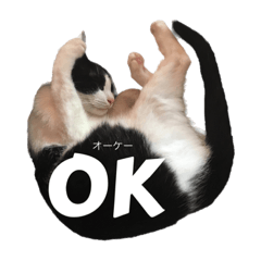 ハチワレ猫写真スタンプ［英語で挨拶］