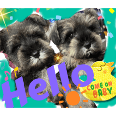 シュナウザー祭り‼️