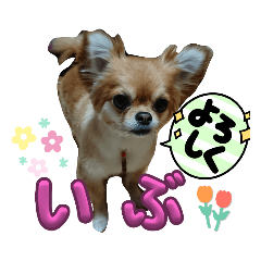 いぶちゃんのお家3