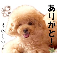 家族で使える　トイプードル