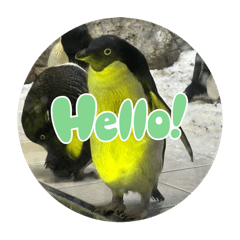 動物のキュートな日常