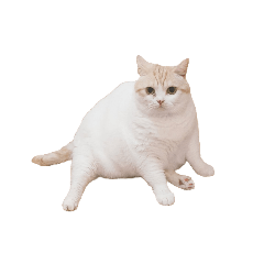 まさまさ家の猫ちゃん。