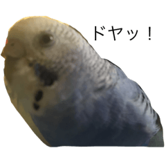 かわいすぎる天使（インコ）