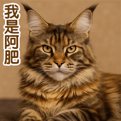 自立心が強くて甘えん坊なメインクーン