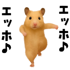 エッホエッホキンクマハムスター