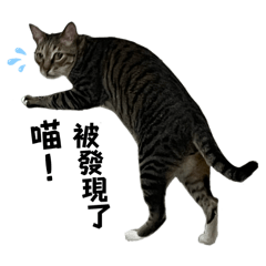 Ivylovecat_20250913144554