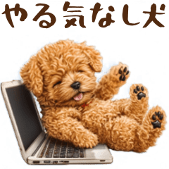 やる気なしトイプードル