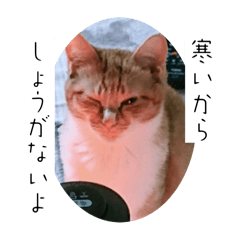 冬支度とちーの成長