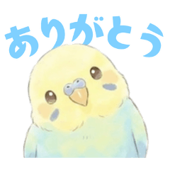 セキセイインコのプリンちゃん（３）