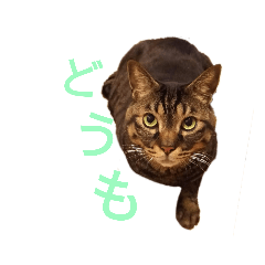 ぼく、くろちゃん