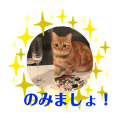 愛猫マンチカンのペロ