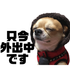 チワワのスカル氏  2