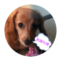 ワンワンワンワンワーン5