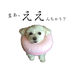 いとしのまる子2