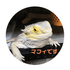 フトアゴヒゲトカゲのマフィさん