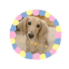 ダックス(∩∩)♡犬のごろ