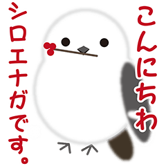 動く雪の妖精！可愛らしい野鳥シマエナガ