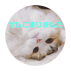 かわいいこむぎっち