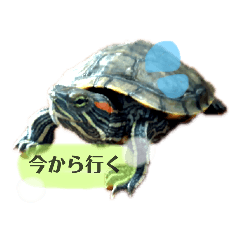 みどり亀 日常スタンプ