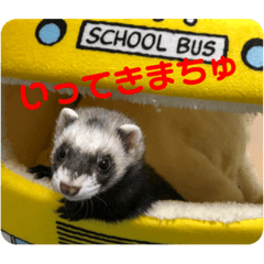 ごまパンʕ•ᴥ•ʔ