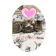 ムギトラ可愛い