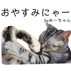 飼い猫のミィーとタマちゃん