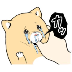 動く！泣きむし猫のキィちゃん