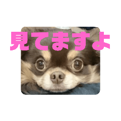 まいけるちょこたん4