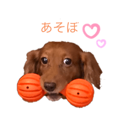 ダックスわんこの日常生活