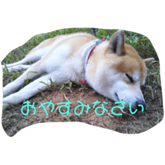 柴犬ハルくん！