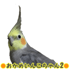 おかめいんこちゃん その②