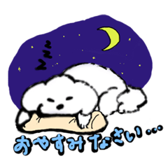 白いトイプードルのリオンくん