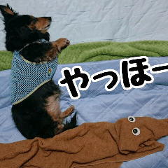 お昼寝大好き おとぼけダックス